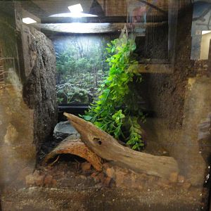 Chacoan Horned Frog Exhibit