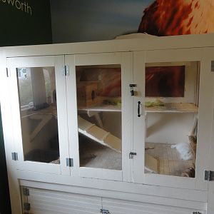 Domestic "Rex" Rabbit Exhibit