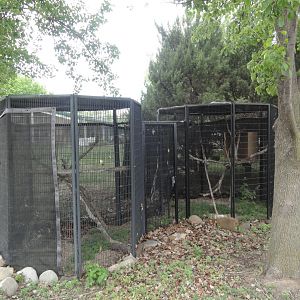 Mississippi Kite Exhibit