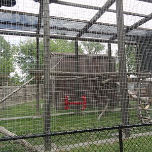 Ring Tail Lemur Exhibit
