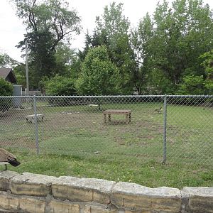 African Spurred Tortoise Exhibit