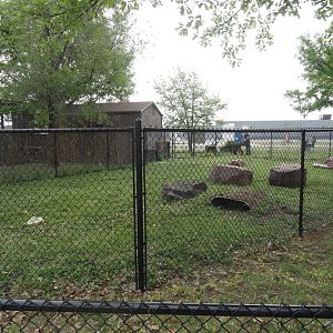 African Crested Porcupine Exhibit