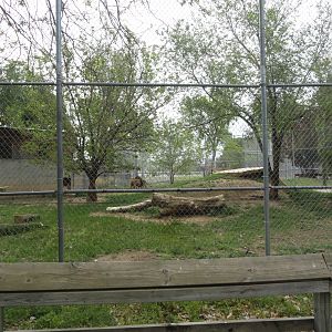 African Lion Exhibit 1