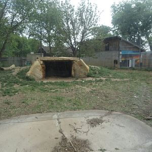 African Lion Exhibit 1