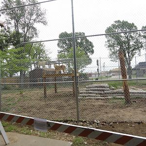 African Lion Exhibit 2 - New