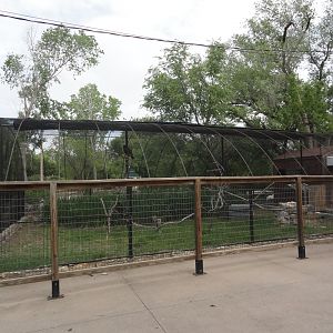 Turkey Vulture Exhibit