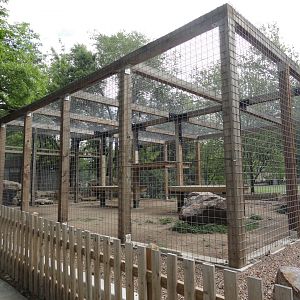 Cougar Exhibit