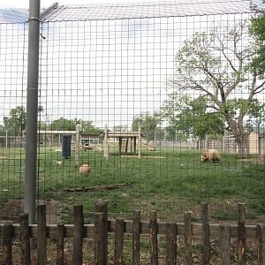 Grizzly Bear Exhibit