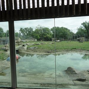 Grizzly Bear Exhibit