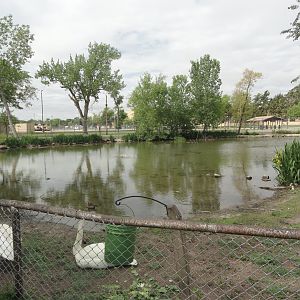Trumpeter Swan Exhibit