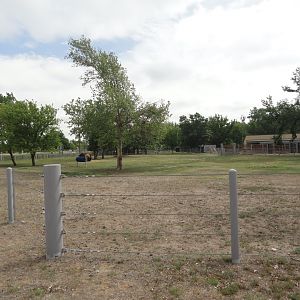 American Bison Exhibit