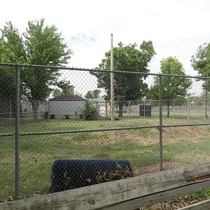Miniature Pig, Silkie Chicken, Barred Plymouth Rock Chicken Exhibit
