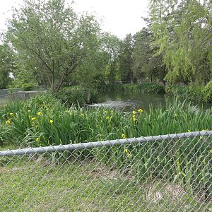 American Alligator Exhibit
