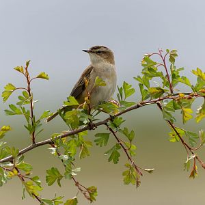 Sedge warbler, wild, UK