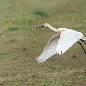 Spoonbill, wild, UK