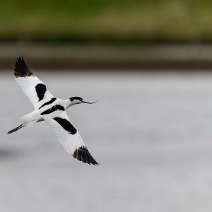 Avocet, wild, UK
