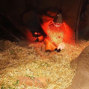 Domestic guinea pigs in former raccoon/badger indoor den, 2024-05-10