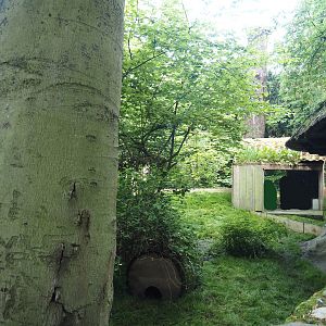Former raccoon/badger exhibit, Now home to domestic guinea pigs, 2024-05-10