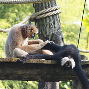 Northern White-cheeked Gibbon (Nomascus leucogenys) pair - Paquita and new male Nakai, 2024-05-10
