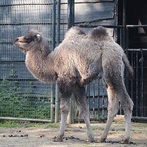 Bactrian camel (Camelus bactrianus) camel Zanna, 2024-05-10
