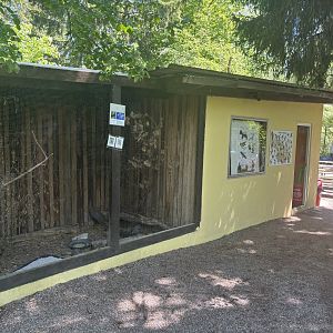Mountain Quails, behind the cashier