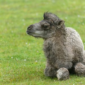 Domestic Bactrian camel calf, CWP, UK