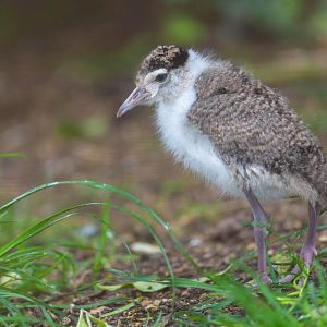 Young masked Lapwing, CWP, UK