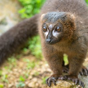 Red bellied lemur, CWP, UK