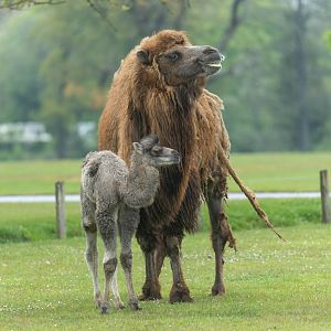 Domestic Bactrian camel and calf, CWP, UK