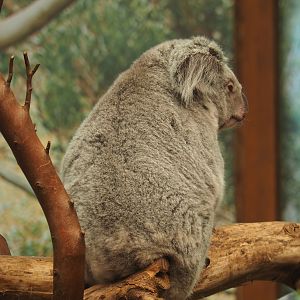 New Koala (Phascolarctos cinereus) female Inala from Edinburgh, 2024-05-10