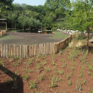 South American aviary - New planted area between visitor zone and flamingo exhibit, 2024-05-10