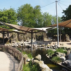 South American aviary - Humboldt penguin exhibit with new permanent shade structures,, 2024-05-10