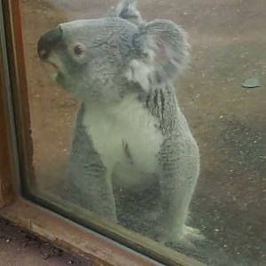 Video clip of Male Koala (Phascolarctos cinereus) walking around on the floor, 2024-05-10