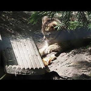 Video clip of European wildcat (Felis silvestris silvestris) kitten playing with food, 2024-05-11