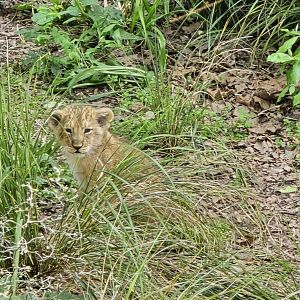 Asiatic lion cub