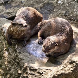 Asian short clawed otter