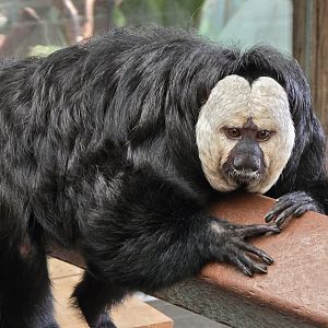 Saki monkey