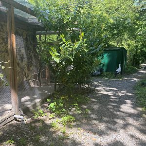 White Stork in the Staff Area