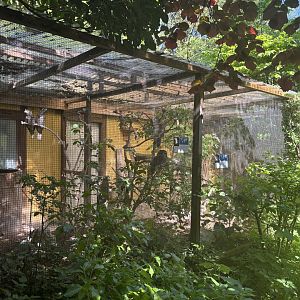 Mixed Species Aviary