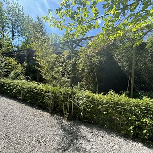 Large Birds of Prey Line