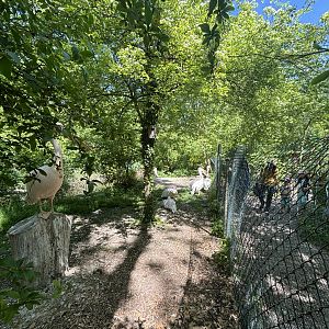 Great White Pelican Enclosure