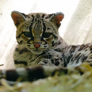 Margay