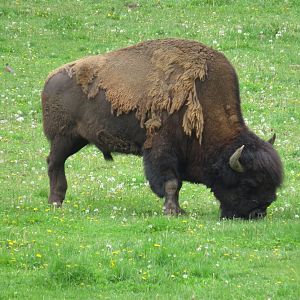 Wood bison