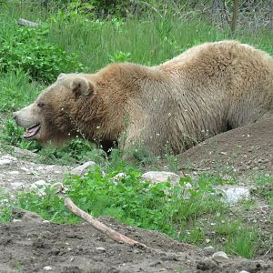 Grizzly bear