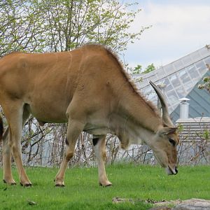 Common eland