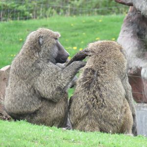 Olive baboons