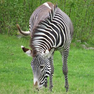 Grevy's zebra