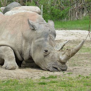 White rhinoceros