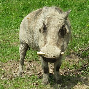 Warthog
