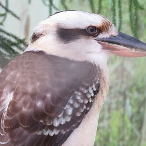 Laughing kookaburra